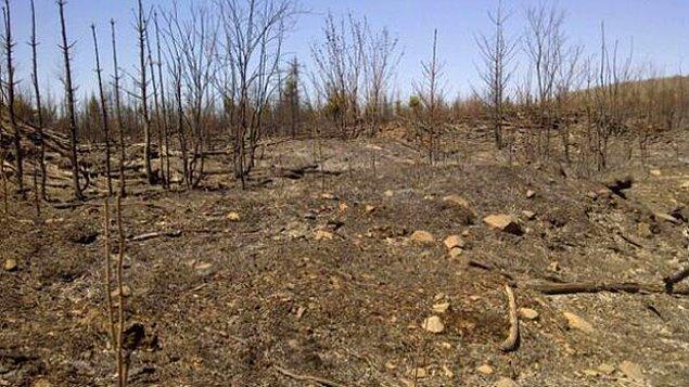 14. Bu durumda toprağın üst katmanı da yangından nasibini alıyor ve verimliliğini uzun yıllar kaybediyor.