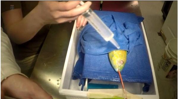 Kiwi başarılı bir ameliyatla yeni protez gözüne kavuştu. Anestezi ile uyutulan minik balığın operasyonu yaklaşık yarım saat sürdü.