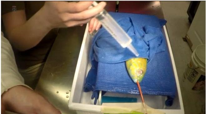 Akvaryumdaki Arkadaşlarının Dövdüğü Minik Balığa Protez Göz Takan Koca Yürekli Veteriner