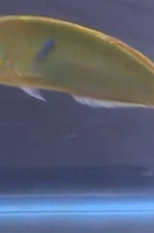 Veteriner Baebler ise çözümü Kiwi için protez bir göz yapmakta buldu. Gözü kendi elleriyle yapıp boyayan veteriner gerçeğe çok yakın bir protez yaptı.