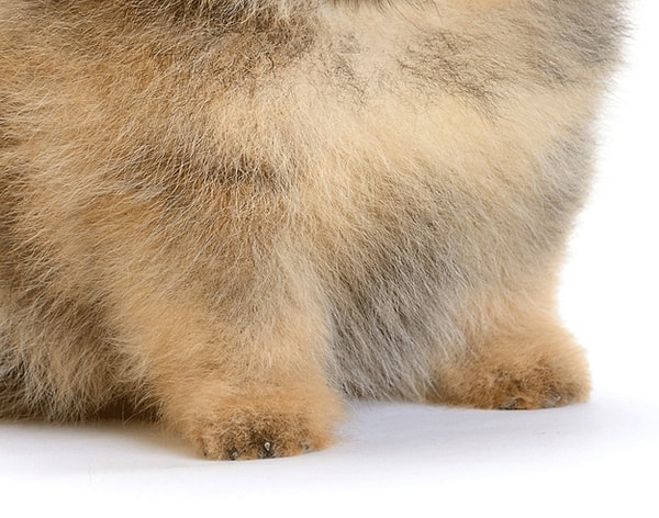 1. Этот милашка котенок или щенок?