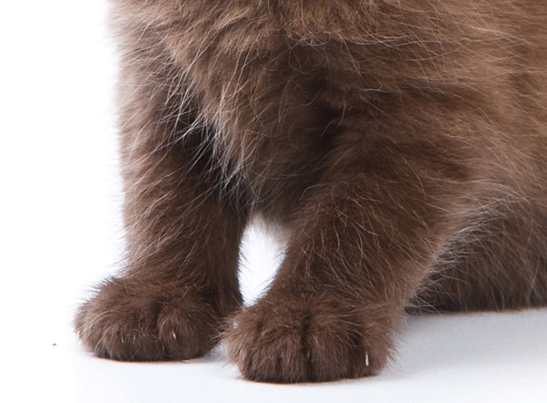 4. Этот милашка котенок или щенок?