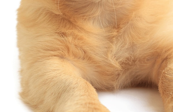 7. Этот милашка котенок или щенок?