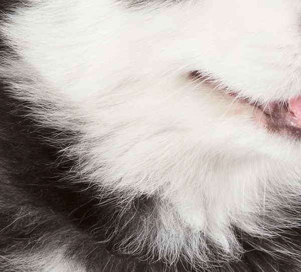 8. Этот милашка котенок или щенок?