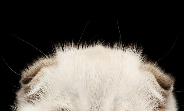 9. Этот милашка котенок или щенок?