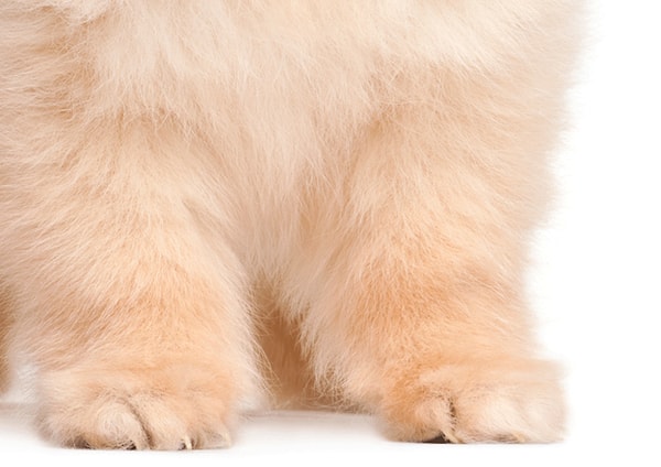 10. Этот милашка котенок или щенок?