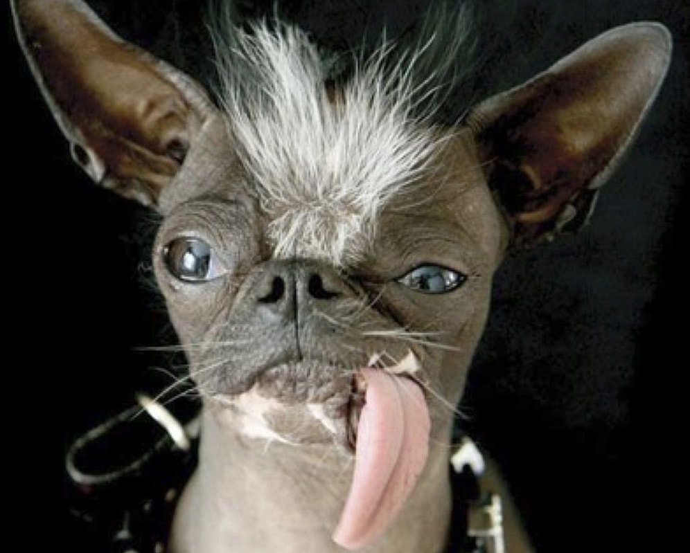 А вы слышали о конкурсе "Самая уродливая собака"?