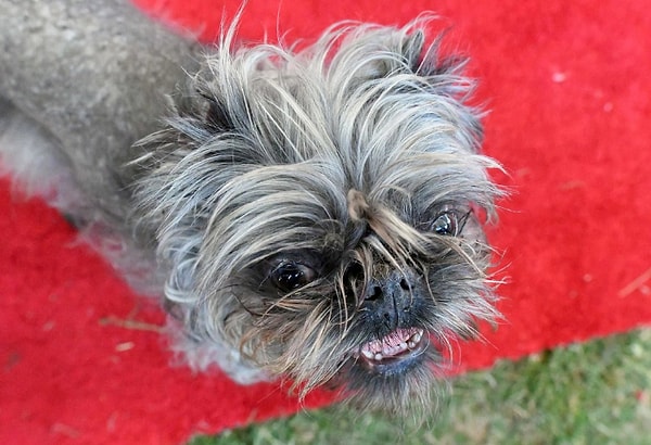 8. Брюссельский гриффон "Обезьяна", владелец Скотч Хейли.