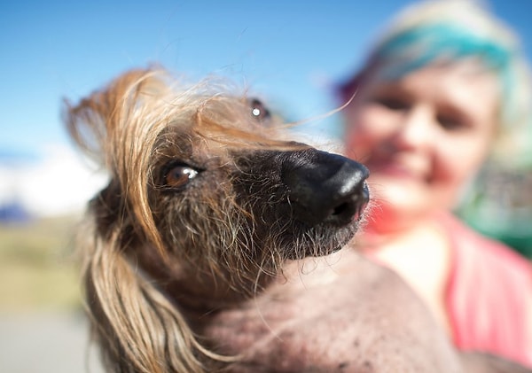 4. Владельцы Хизер Уилсон и Дональд Джей со своим псом Химисабу с прической как у Трампа.