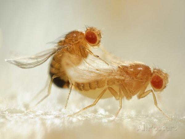 7. Seksten mahrum bırakılan erkek meyve sineği kendini alkole veriyor.