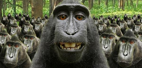 Bilim insanlarına göre farklı adalarda yaşayan onca maymun bilinen hiçbir şekilde iletişim kurmuş olamazdı ve böyle bir durum ilk kez gözlemleniyordu.