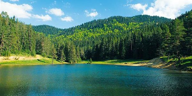 Orman büyüktür ama bu sizi korkutmasın.