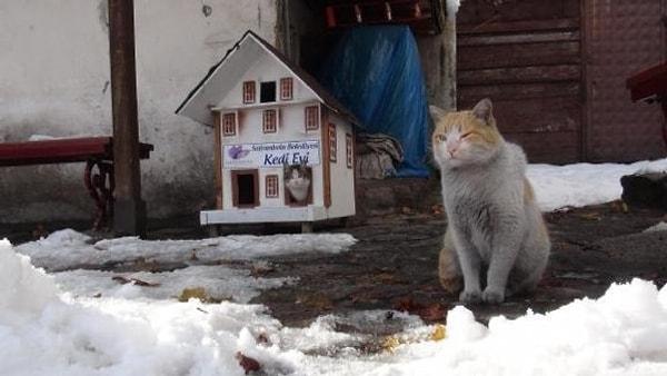 Kışın soğukta üşümesinler diye kentin kedileri için yapılan bu şirin mi şirin “Kedi Evleri” sizleri de gülümsetecek…