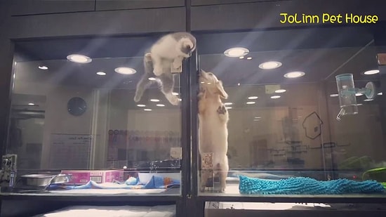 Modern Dünyanın Romeo ve Juliet'i: En Yakın Dostu İçin Kafes Duvarlarını Tırmanan Kedi