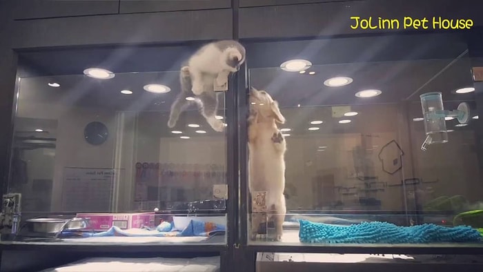 Modern Dünyanın Romeo ve Juliet'i: En Yakın Dostu İçin Kafes Duvarlarını Tırmanan Kedi