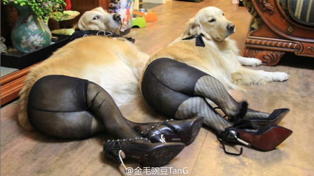 Hemen hemen her yıl tuhaf bir moda saçmalığı haberi aldığımız Çin'den bir bomba daha geldi! Bu yeni moda akımında insanlar can dostları köpeklerine külotlu çorap giydiriyorlar.
