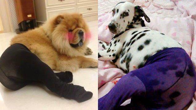 Gou gou Chuan Siwa (狗狗穿丝袜) yani 'Külotlu Çorap Giymiş Köpek' diye adlandırılan bu akım Çin'in soyal medya ağı Weibo üzerinde hızla yayılıyor.