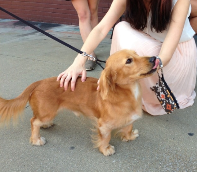 2. Golden Dachshund (Golden Retriever + Dachshund)