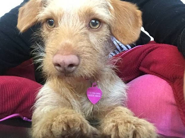 Sirinlikleriyle Kendilerine Iki Kere Baktiran 19 Siradisi Kirma Kopek Cinsi Sirinlikleriyle Kendilerine Iki Kere Baktiran 19 Siradisi Kirma Kopek Cinsi