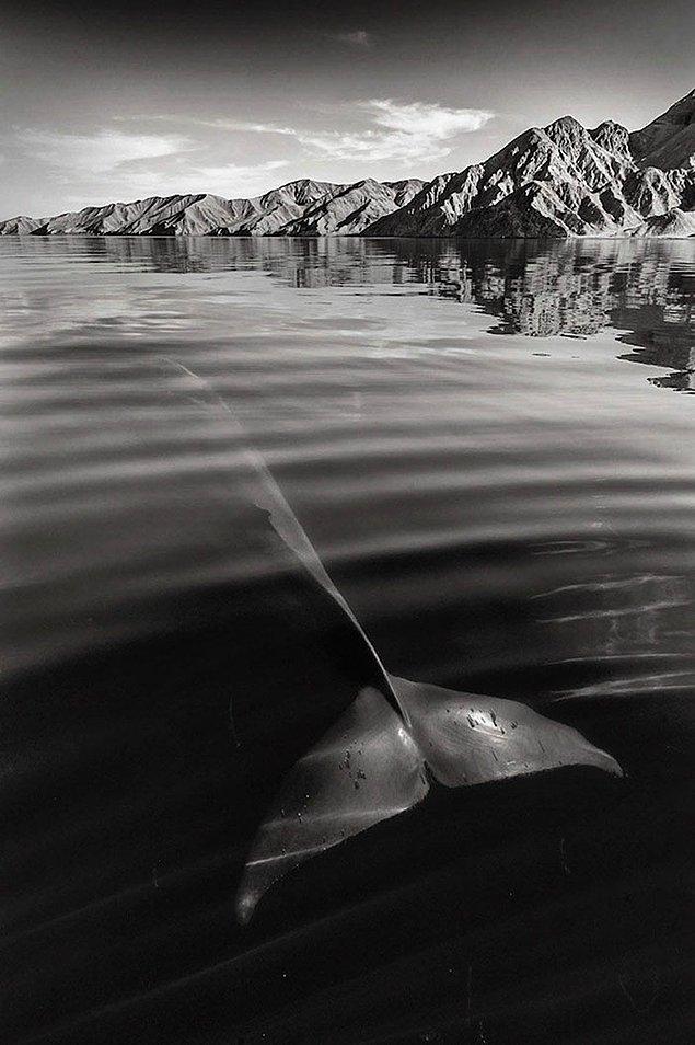 "Tatillerde balina gözlem turları düzenledim. Önce Hebridler'e (İskoçya'nın batısı) sonraysa Kanarya Adaları'na gittim."