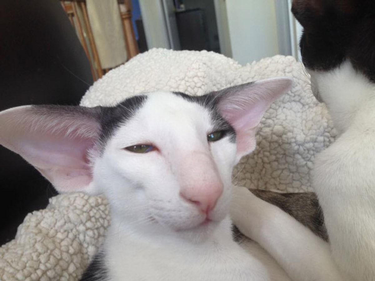 Грузинские коты