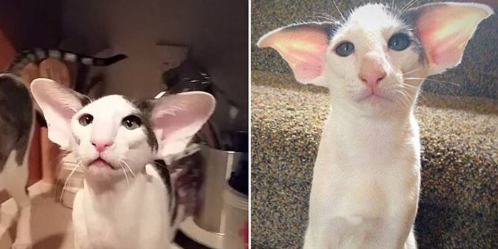 Harry Potter'daki Ev Cini Dobby'ye Ondan Daha Çok Benzeyen Kedi Teddy ile Tanışın