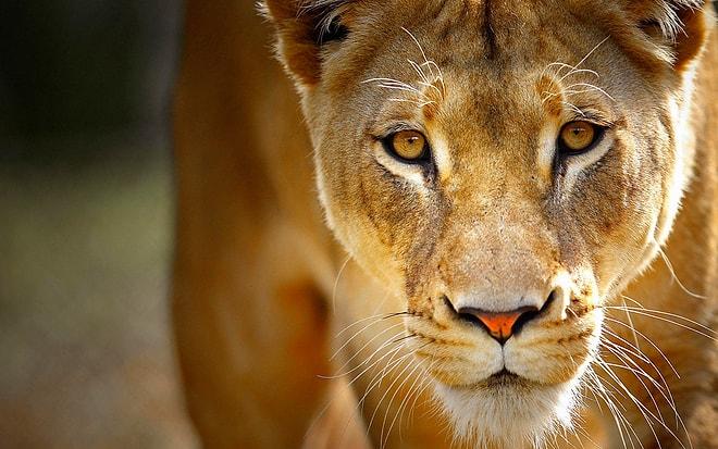 Gezegendeki En Vahşi Yırtıcı Hayvanlar Hakkında Az Bilinen 21 İlginç Gerçek