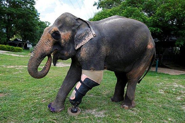 Cerrah Therdchai Jivacate, kazadan sonra Mosha'ya özel bir protez bacak yaptı. Ama Mosha büyüdükçe, protez bacağı ona küçük gelmeye başladı.