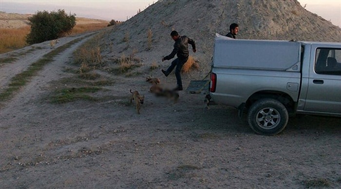 Ürgüp'te Köpekler Tekmelenerek Öldürüldü İddiası