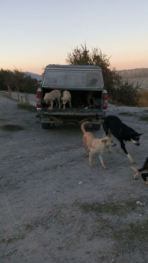 Ürgüp'te Köpekler Tekmelenerek Öldürüldü İddiası