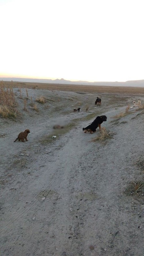 Ürgüp'te Köpekler Tekmelenerek Öldürüldü İddiası