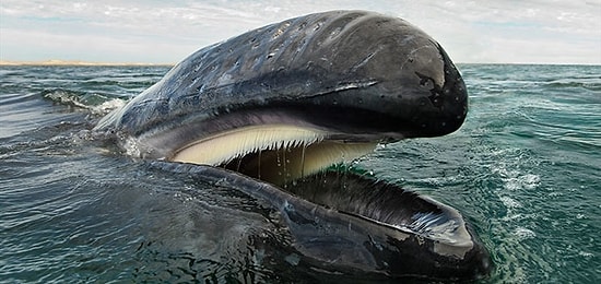 Красота и умиротворенность китообразных в захватывающих дух фото