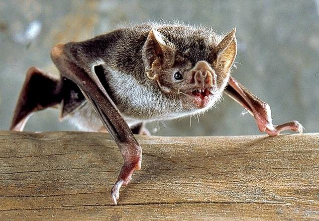 5. The vampire bats, which prey on blood, can transmit the rabies virus to you if they are carrying it.