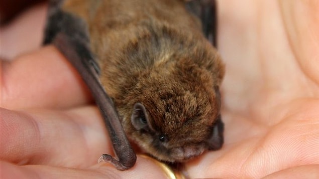 6. If a vampire bat bites you once, it might pay you another visit later.