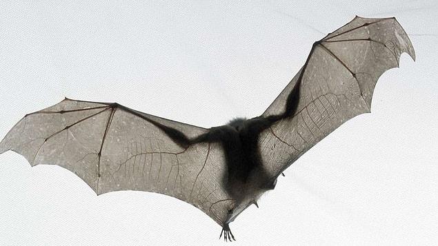 15. The membrane of the bats' wings makes up 95% of their total body surface.
