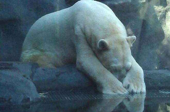 Kutup Ayısı Arturo, 30 Mutsuz Yılın Ardından Hayvanat Bahçesinde Delirerek Öldü...