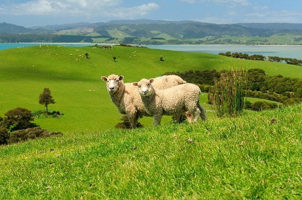 4. Yeni Zelanda