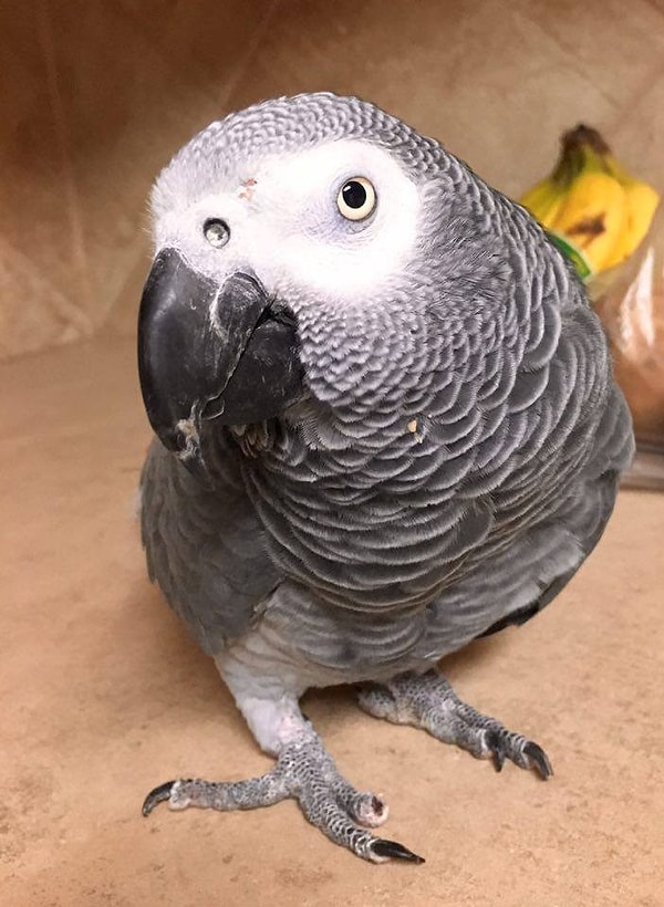 3. К счастью в городе Лекомптон, штат Канзас, есть специальный приют для попугаев, хозяйка которого, Кейл Мэри, ухаживает за всеми видами экзотических птиц, которые были брошены хозяевами. Она предоставляет им дом, когда они не нужны больше никому в этом мире.