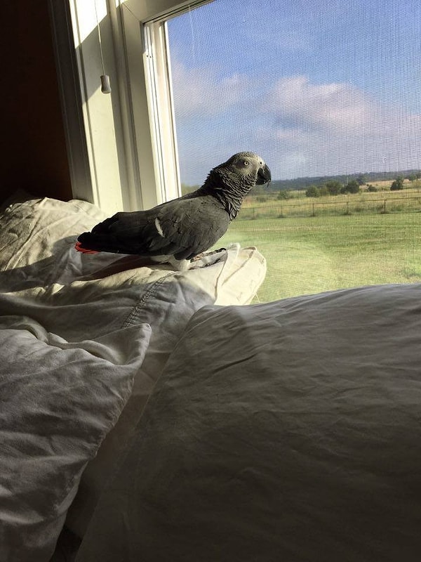 6. К сожалению, многие птицы попадают в ту же ситуацию, что и Бенджи, и остальные жители приюта - не исключение.