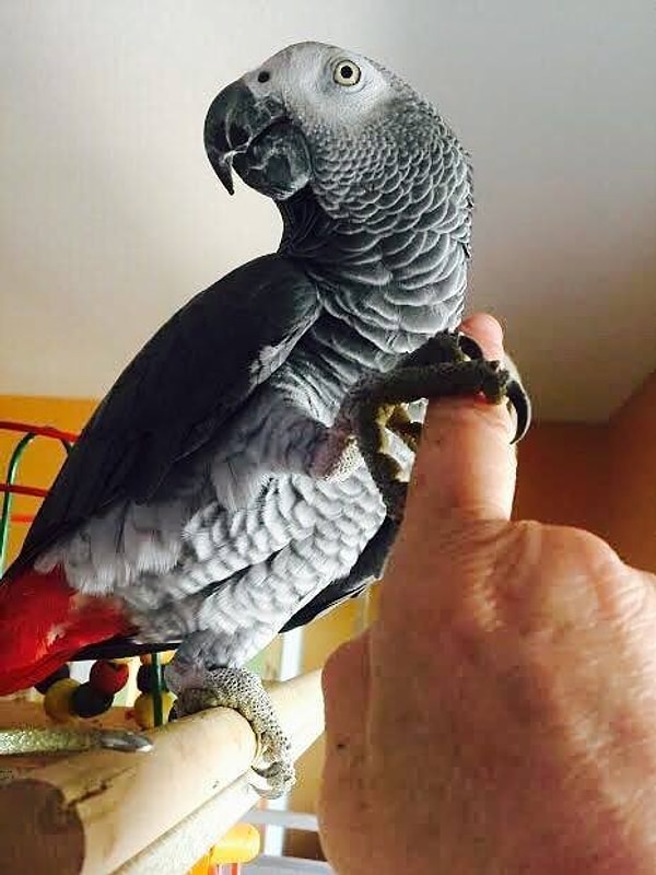 7. «На ее ногах артрит, и они изуродованы, а это значит, что большую часть времени она проводила в клетке, и ее не выпускали», - говорит Мэри. «Она очень милая, видимо, когда-то ее очень любили, но потом совсем позабыли».