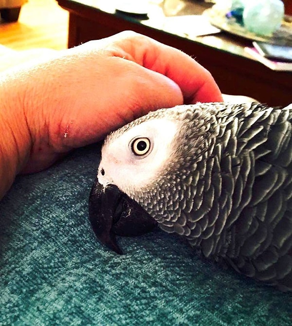 1. У 17-летнего попугая Бенджи была вполне стабильная жизнь, пока кое-что не изменило ее кардинально.