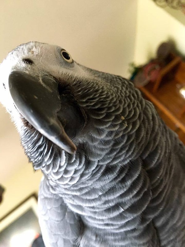 2. Когда парень хозяйки Бенджи решил, что не хочет иметь попугая Жако в качестве домашнего животного, Бенджи вышвырнули из дома и отнесли в приют. Кажется, не имело никакого значения, что Бенджи провела всю свою жизнь бок о бок с хозяйкой.