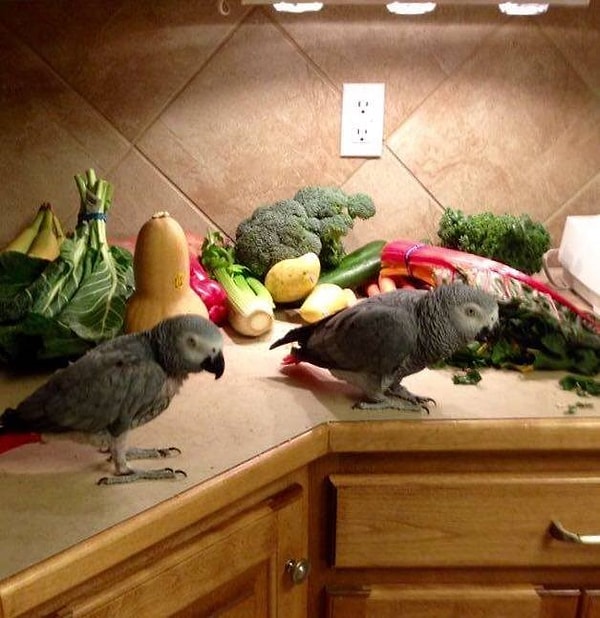 4. Бенджи переехала в приют в июне и уже начинает любить свой новый дом.