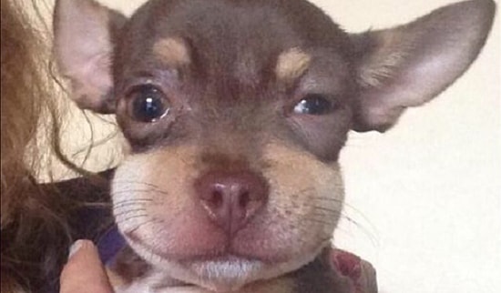 Первая помощь: что делать, если вашу кошку или собаку укусила пчела