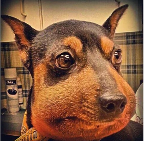 1. Многие люди испытали это на себе – короткое, острое жало, а затем огонь в венах. А для аллергиков это куда больше, чем просто ай-яй-яй!