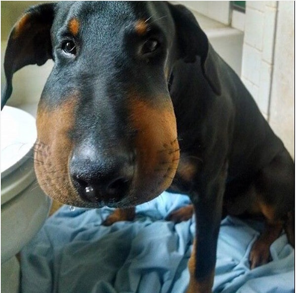 3. Опухоль, сыпь, бледные десны и затрудненное дыхание – основные симптомы аллергии.