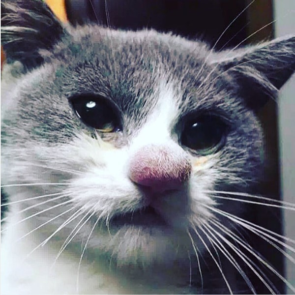 2. В течение 24 часов опухоль должна уменьшиться. Однако, как и в случае с людьми, если у вашего питомца аллергия, то дела могут стать намного хуже.