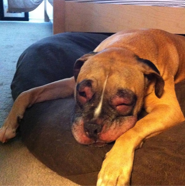 8. К счастью, до этого редко доходит. Как и в случае с людьми, укусы пчел заканчиваются градом слез. Но это проходит.