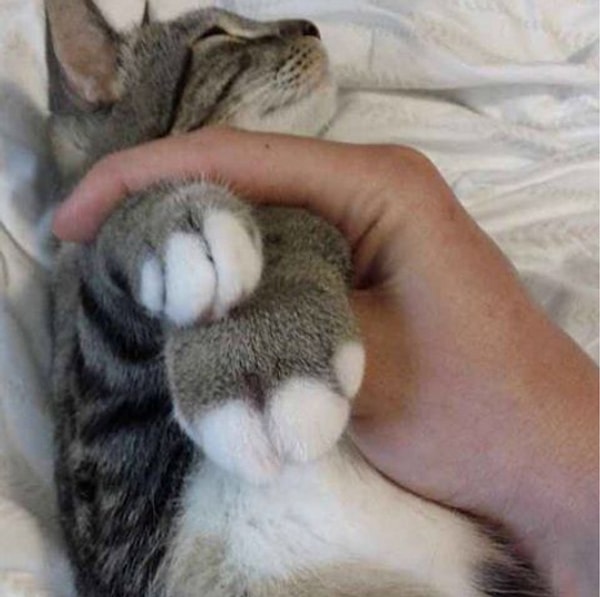 6. Обычно это лапы – игривые собачки часто случайно давят пчелу – или, если вашему питомцу повезло меньше, его могут ужалить в нос.