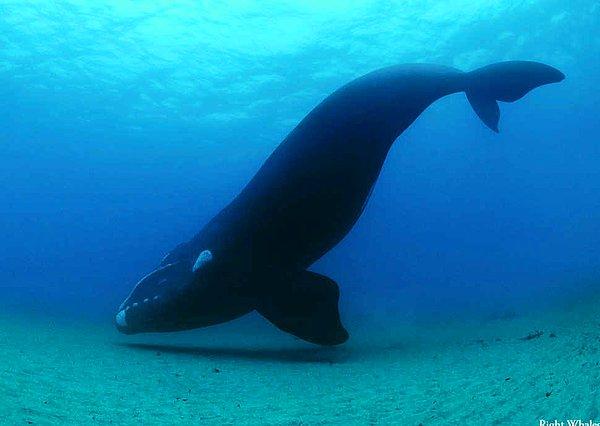 6. Bir çubuklu balina türü olan Right Whale’in testisleri yaklaşık 1.1 tondur ve 4.5 litre meni üretebilir.
